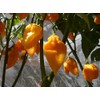 Grenada Seasoning Pepper Seeds 10+ Seeds