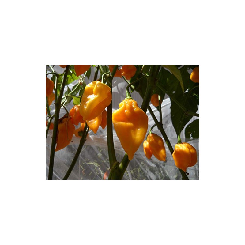 Grenada Seasoning Pepper Seeds 10+ Seeds