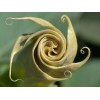 Buy Rare Seeds Datura wrightii | 10_Seeds