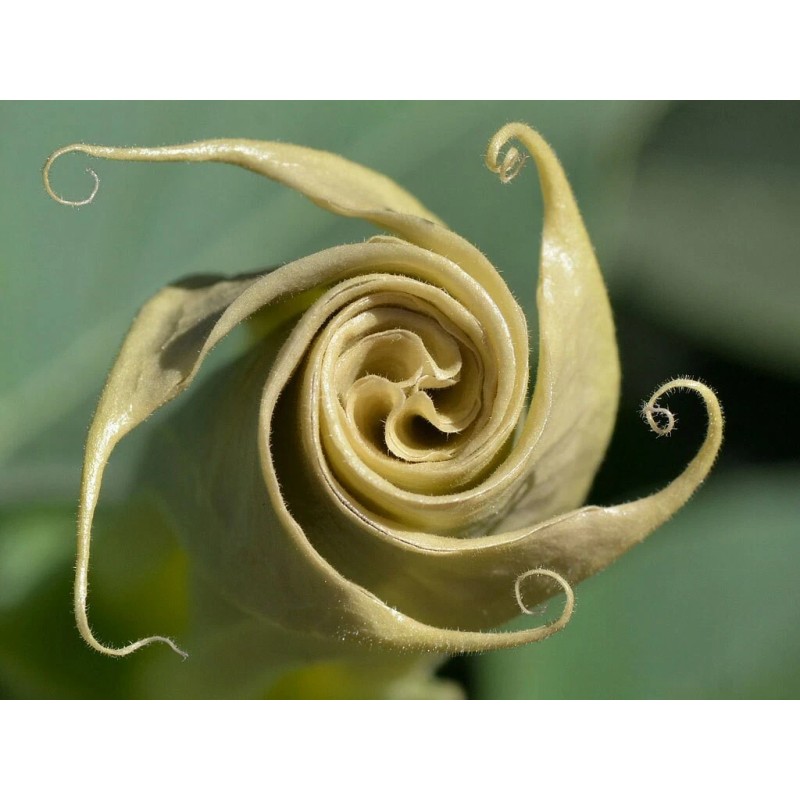 Buy Rare Seeds Datura wrightii | 10_Seeds