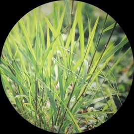 Living Libations Vetiver, Ruh Khus Essential Oil, 5ml