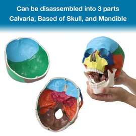 Japard Human Skull Model, Detachable Anatomical Life Size Skull Head for Medical Student Human Anatomy Study Course Demonstration