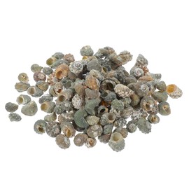 Sosoport 100pcs Conch Saltwater Hermit Crab Shells Feeder Seashells Heater Aquarium Ornaments Large Beach Fake Aquarium Plant Adorn Goldfish Pond Aerator Fish Tank Squidward Kit