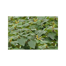 Balsa Wood 10 Tree Seeds Snow White Flowers = Bonsai Ornamental =Ochroma lagopus