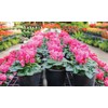GARDENERA Premium Potting Soil Blend for Cyclamen - The Ultimate