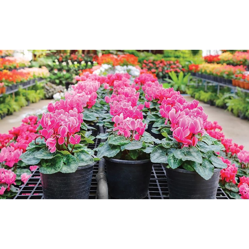 GARDENERA Premium Potting Soil Blend for Cyclamen - The Ultimate