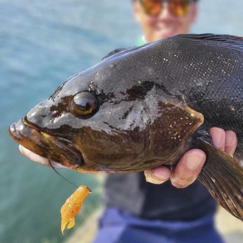 ベイトブレス(Bait Breath) FLAPIN Jr. 2.8” [フラピンジュニア] ロックフィッシュ向けワーム (S484 アナハゼチャート)