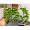 Peter's 10-30-20. 2 Pounds. Blossom Booster Water Soluble Fertilizer with