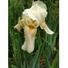 Bearded Iris 15 Iris Fresh Bearded Iris Rhizomes Mixed Varieties