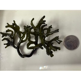 LiveHappy2018 Codium Green Macro Algae Saltwater Marine Refugium Reef Tank Plant