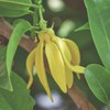 n2 Aromatherapy Ylang Ylang Essential Oil 100ml – for Aromatherapy