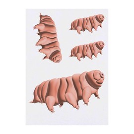 4 x 'Tardigrade' Temporary Tattoos - Water Resistant, Skin-Safe, Non-Toxic Transfers, Mixed Sizes (TO00064896)