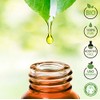 Tanne Bio Ätherisches Öl 100% Reines 10 ml - Aromatherapie