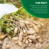 Hampton Farms - USA Grown All-Natural - Fancy Roasted In-Shell