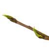 White Poplar Buds (Populus Alba L.) - Health-Embassy - 100%