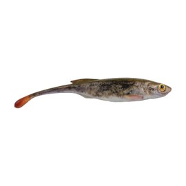 Berkley PowerBait Drip Minnow Fishing Bait, HD Goby, 5 in, Irresistible Flavor, Realistic Body and Head, Subtle Action, Ideal for Finesse Techniques