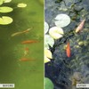 Kleeneze Pond Clarifier, 100g - All Natural and Microbial Based