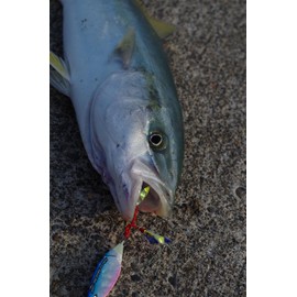 Abu Garcia SSSHRSJ30-GDGD Metal Jig, Shore Skid Jig, 1.1 oz (30 g), Gold