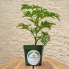 Citronella Plant, Mosquito Plant, Thriving Inside a 4” Nursery Pot
