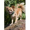 LupinePet Originals 1/2" Tail Feathers 10-16" Adjustable Collar for Small