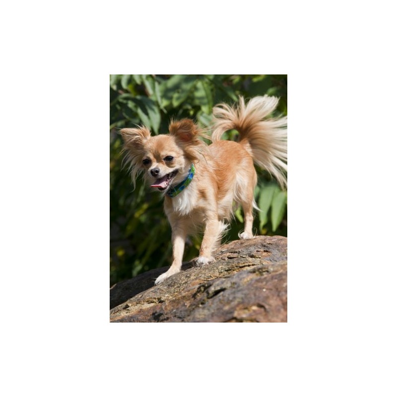 LupinePet Originals 1/2" Tail Feathers 10-16" Adjustable Collar for Small