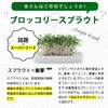 Broccoli Sprout, , ,