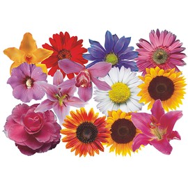 Flower Set 08-Mini 36 x Car Stickers