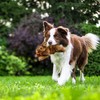 ALL FOR PAWS Pet Plush Rabbit Toys with Squeaker, Durable
