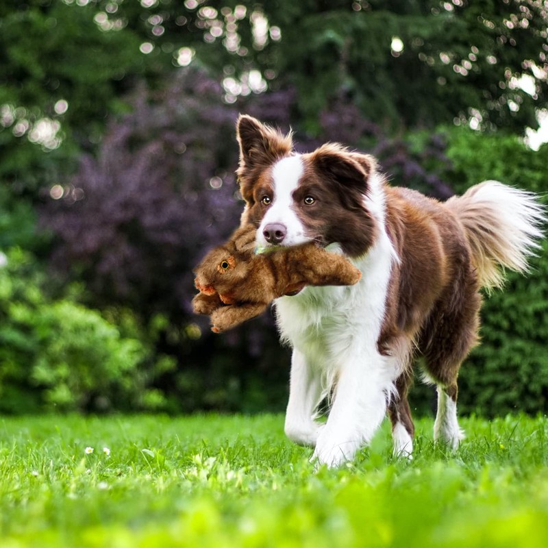 ALL FOR PAWS Pet Plush Rabbit Toys with Squeaker, Durable
