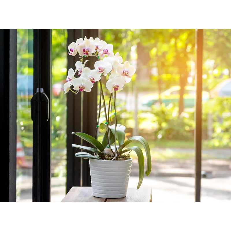 meindekoartikel 12 Orchid Pots for Orchids Plastic Transparent (Diameter 11.5