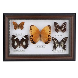 Real Framed Butterfly, Butterfly Specimen Display With Black and White Frame Taxidermy Home Ornament Decor-5 Vivid and Unique Species Collection for Holiday and Birthday Craft Gift(Black Frame)