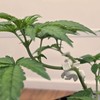 EUDUQ Pack of 120 plant benders, 90 degree plant training