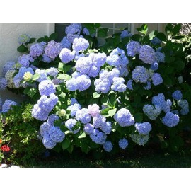 Pixies Gardens Nikko Blue Hydrangea Awesome Blue Mophead Blooms Liner/Starter Plant 6-12" Tall Gorgeous Blue Mophead Flowers 2 Gallon