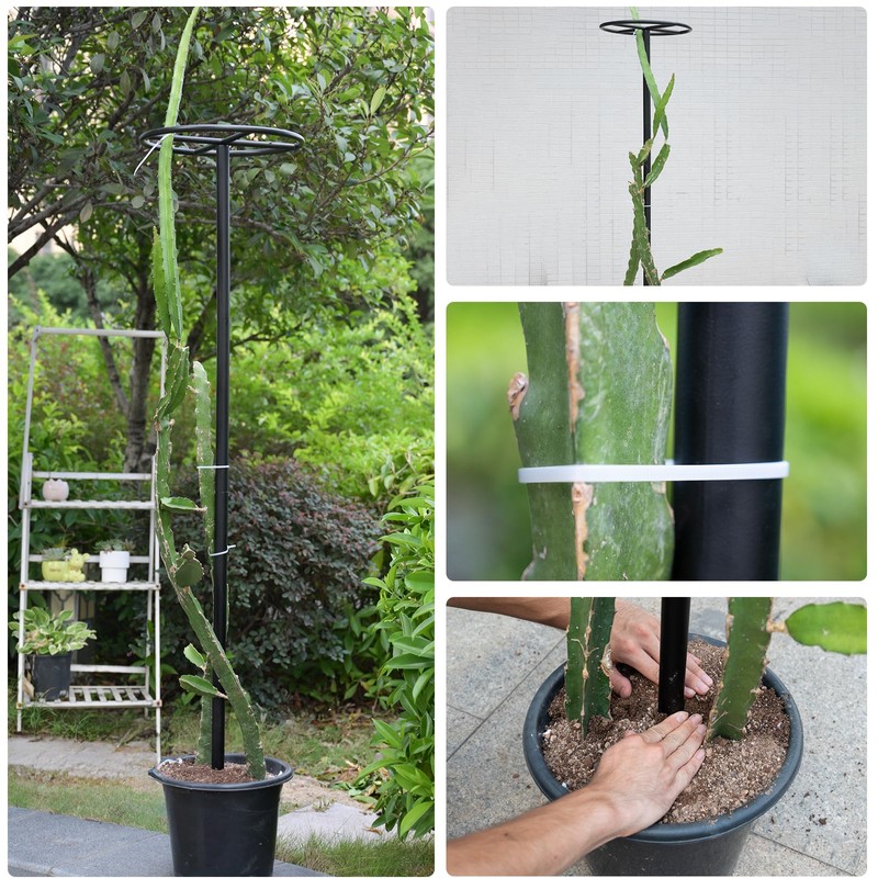 GOOOXIM 14"x14"x60" 1PCS Dragon Fruit Trellis - Durable Metal Vertical