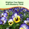 Outsidepride Blue & Yellow Bicolor Blueberry Thrill Viola Pansy Seeds