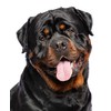 Journal: Rottweiler Notebook
