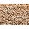 10LBS Cover Crop Wheat (winter wheat)