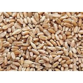 10LBS Cover Crop Wheat (winter wheat)