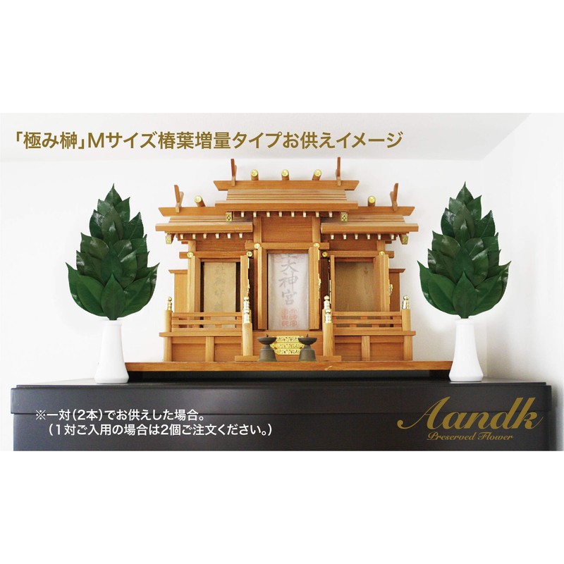 Sakaki, Extra Large MV, Camellia Leaves Extra Thick, Medium Size,