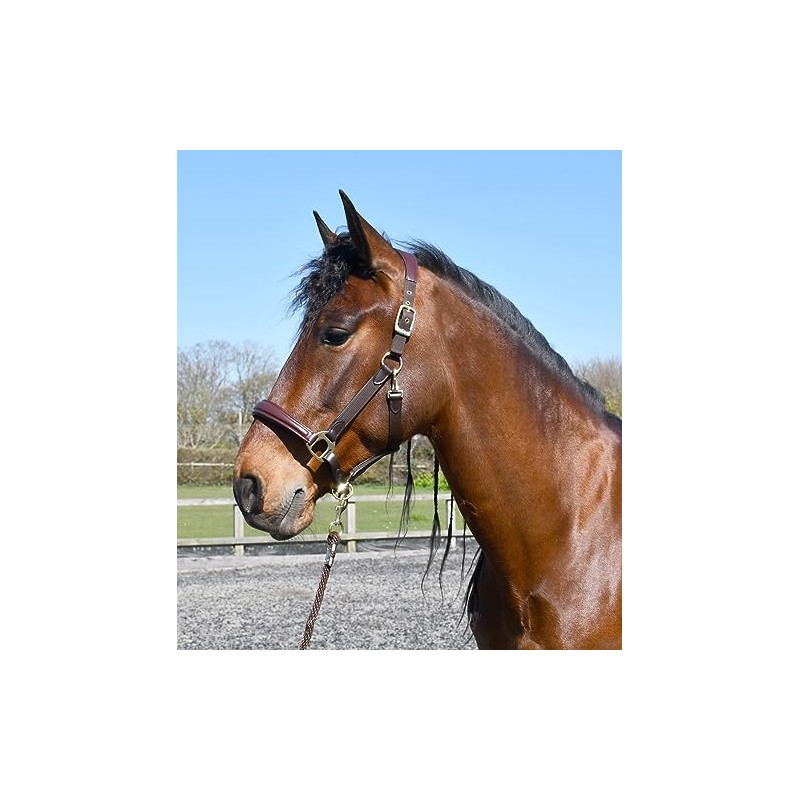 Rhinegold Softee Leather Padded Headcollar-Cob Brown/Brown
