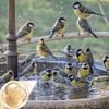Copper Bird Bath Purification Disk, Water Wiggler for Bird Bath,