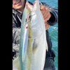 Daiwa Saltiga Assist SS Light Jigging, 1.2 inches (3 cm),