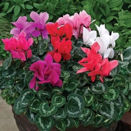 Cyclamen Rainer 15 Cyclamen Seeds Rainier Mix