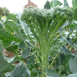 TomorrowSeeds - Green Sprouting Calabrese Broccoli Seeds - 3000+ Count - for 2025 Planting Early Sprouting Italian Broccolo Fall USA Garden Vegetable Non-GMO Heirloom Grow Your Own Home Farm Patio