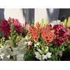 RAISE ME UP: Snapdragon Magic Carpet Mix Low Dwarf Delphinium