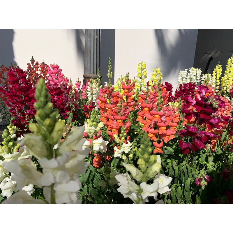 RAISE ME UP: Snapdragon Magic Carpet Mix Low Dwarf Delphinium