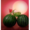 DAVIDsTEA Organic Watermelon Matcha – Green Tea Powder with Refreshing