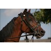 History Galore 24"x36" Gallery Poster, horse with bridle
