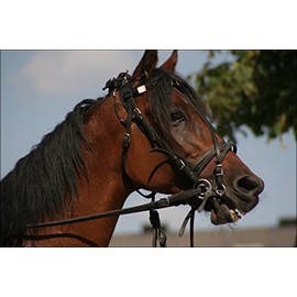 History Galore 24"x36" Gallery Poster, horse with bridle