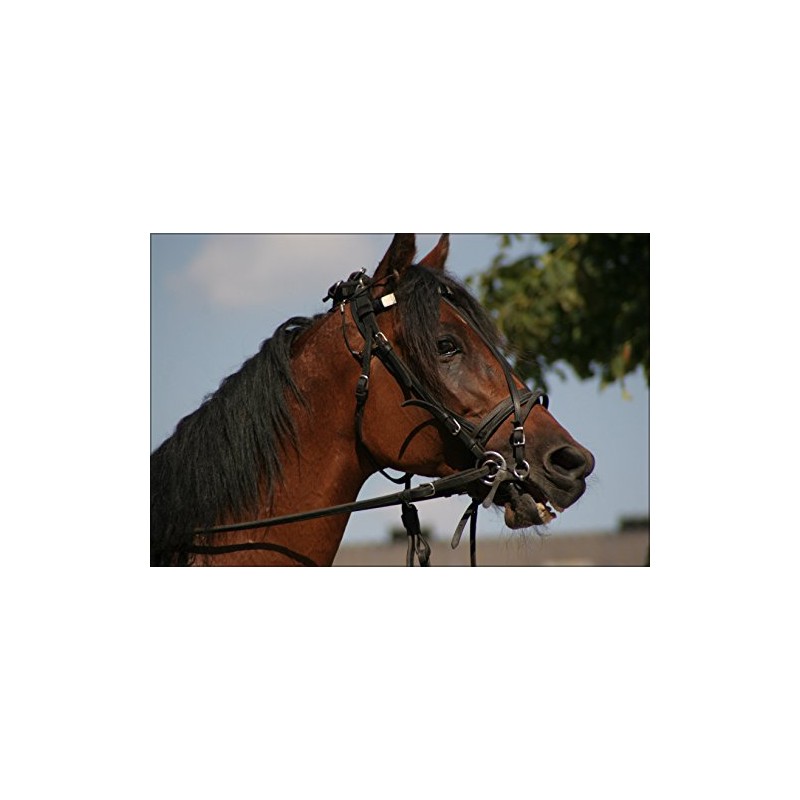 History Galore 24"x36" Gallery Poster, horse with bridle